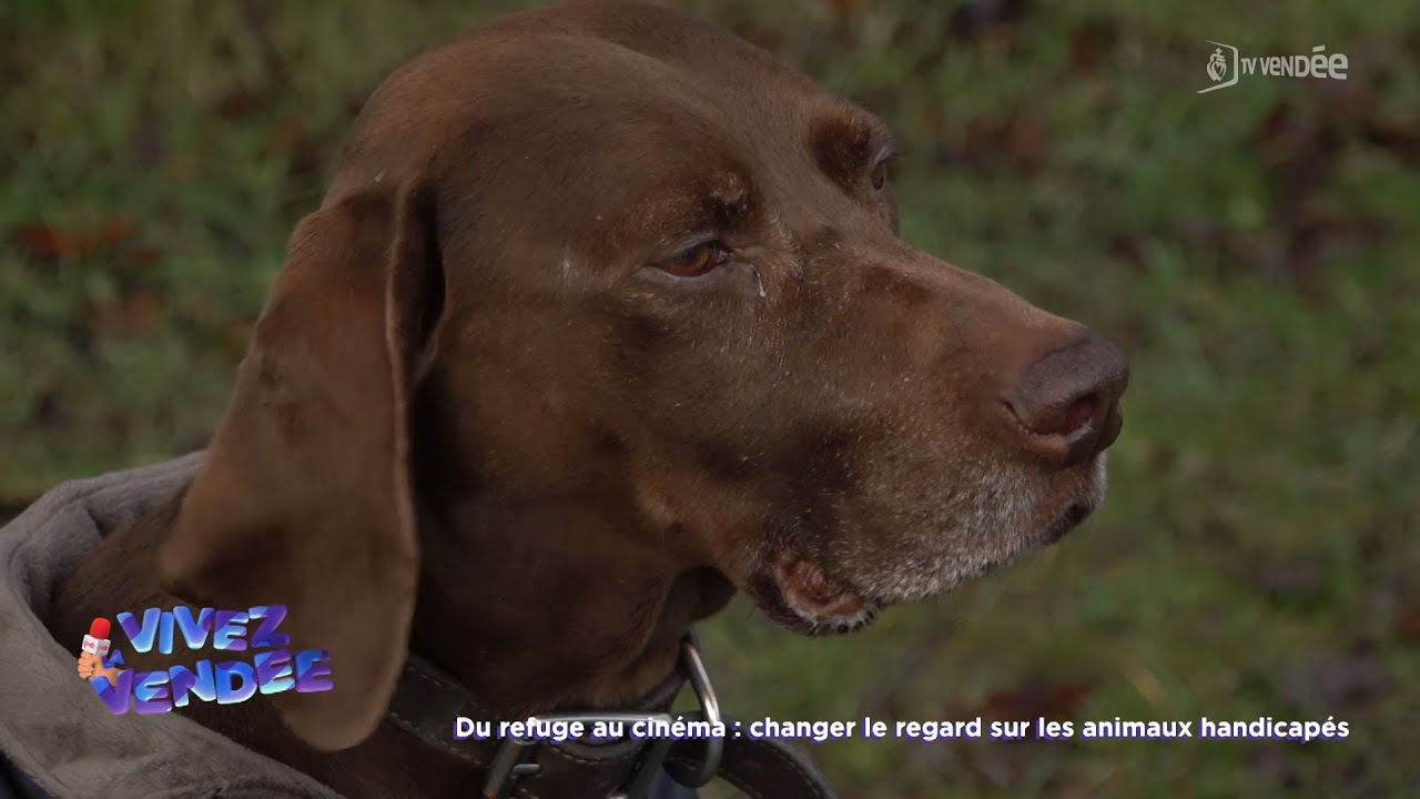 Vivez la Vendée : Du refuge au cinéma - changer le regard sur les animaux handicapés