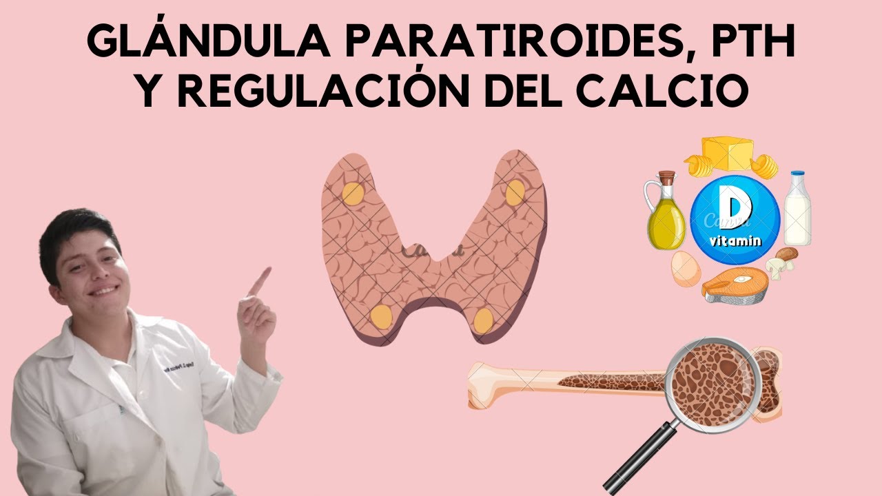 Glándula Paratiroides, PTH y regulación del Calcio en el cuerpo (FISIOLOGÍA)