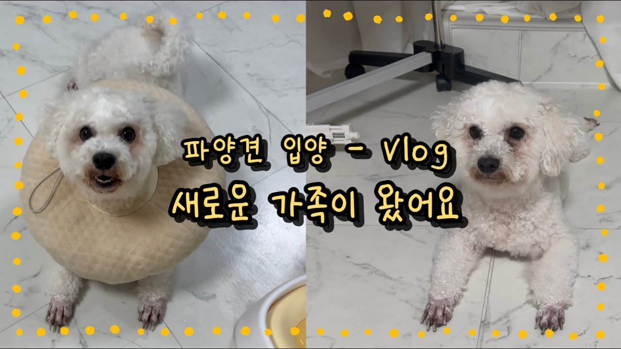 VLOG | 파양견 하루 입양 이야기 | 새로운 가족 | 비숑프리제 | 밥풀이와하루 | 강아지 브이로그