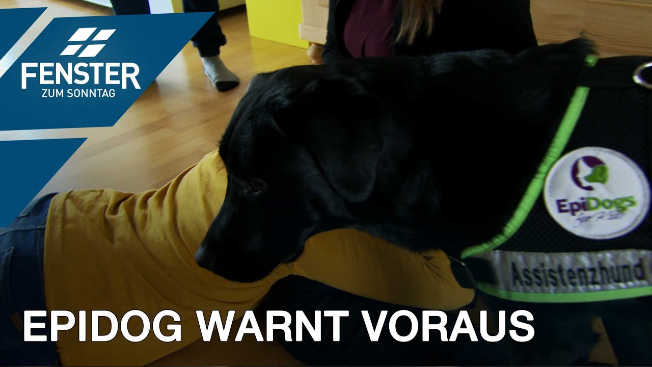 Epilepsiehund Sammy ist immer an der Seite von Gianluca