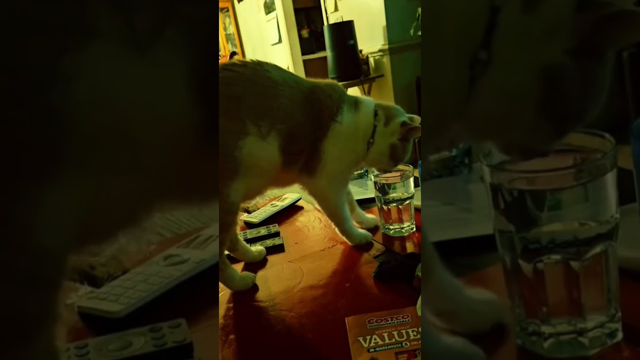 Buddy is #dancing at the #club....#clubmusic #catclub #clubdancing
