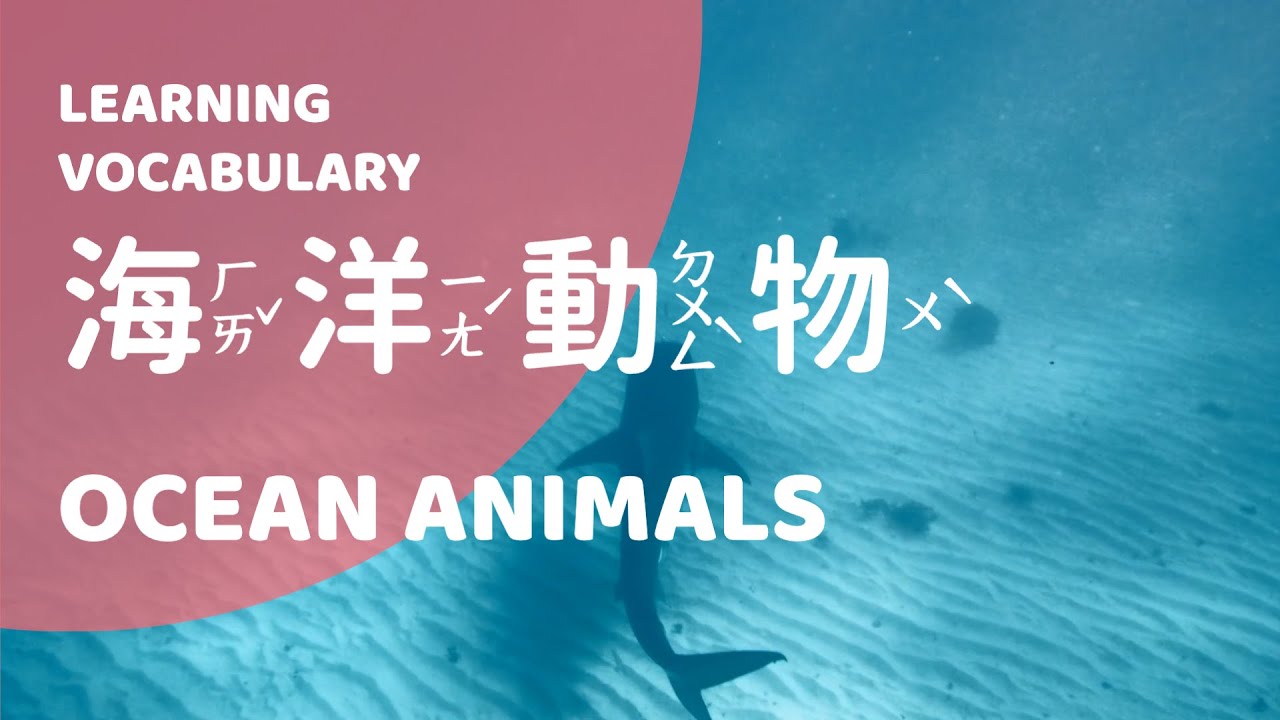 幼兒英語 - 海洋動物【兒童詞彙|單字卡|英文】