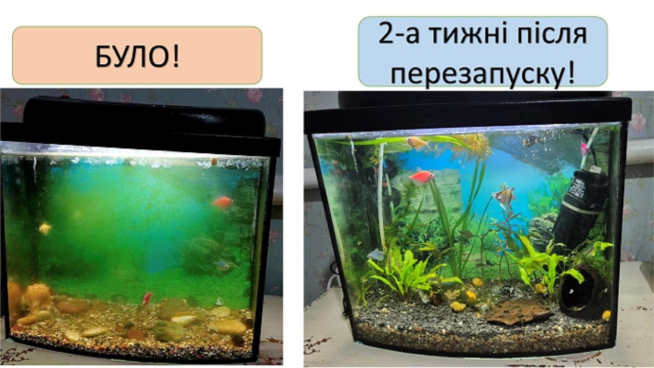 Акваріум 40 літрів ДО/ПІСЛЯ - повний ПЕРЕЗАПУСК!