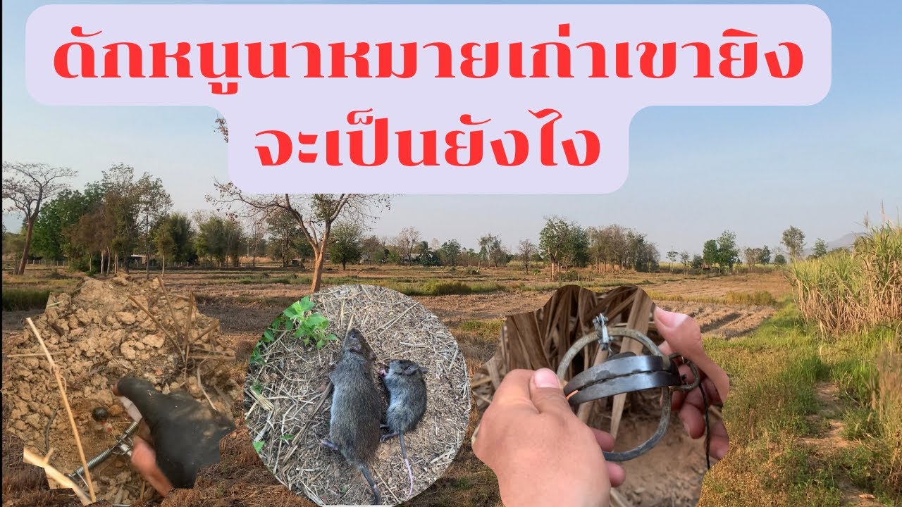 🐹ดักหนูนาน้ำหอมทำเอง+กับเวียดนามจะเป็นยังไง🌳🙉