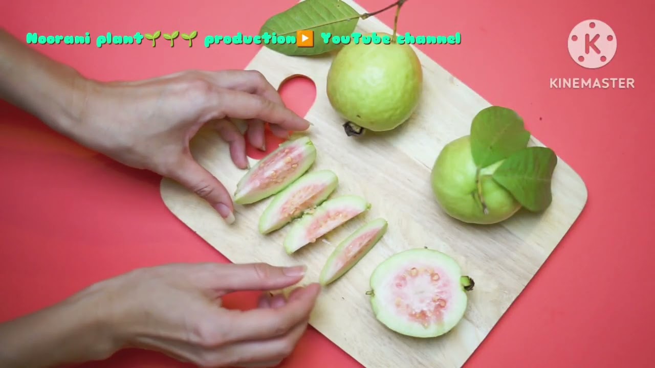 Guava nutrient rich Superfruit