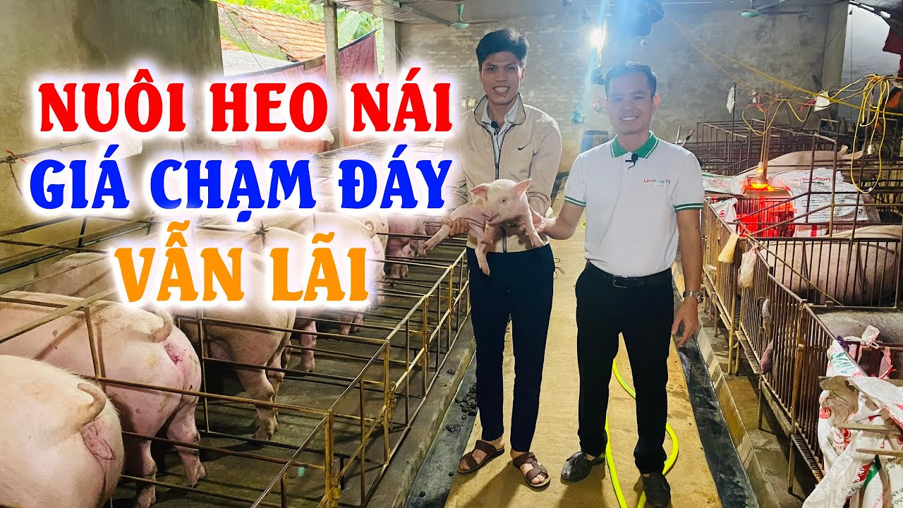 Kỹ thuật nuôi lơn nái sinh sản | Mô hình nuôi lợn nái