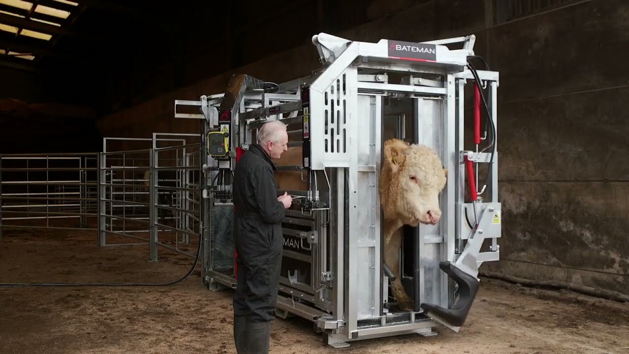 LM Bateman Hydraulic Cattle Crush