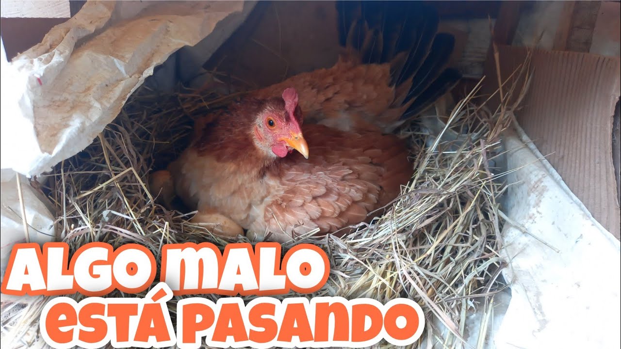 21 días y NO nacen los pollitos? 😳 que está pasando??