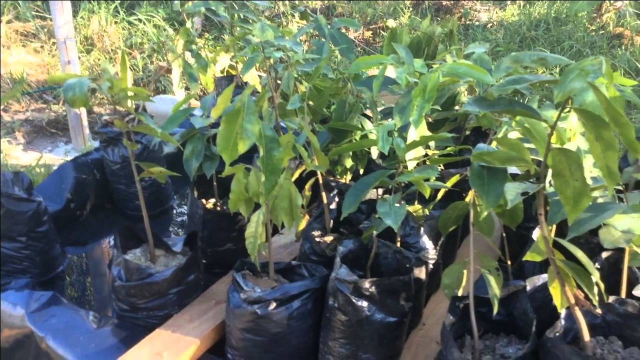 Flood Tray Greenhouse Table