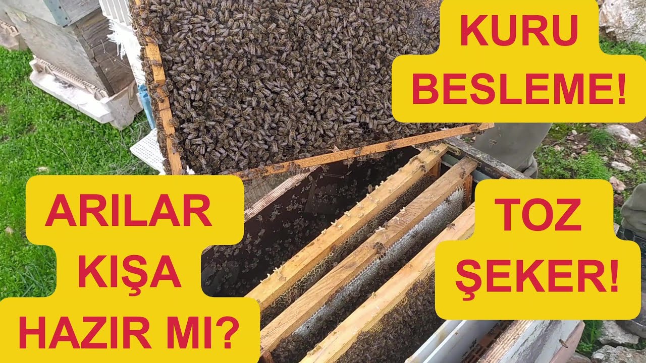 Arıya toz şeker verilir mi? Kıştan önce son kontrol.