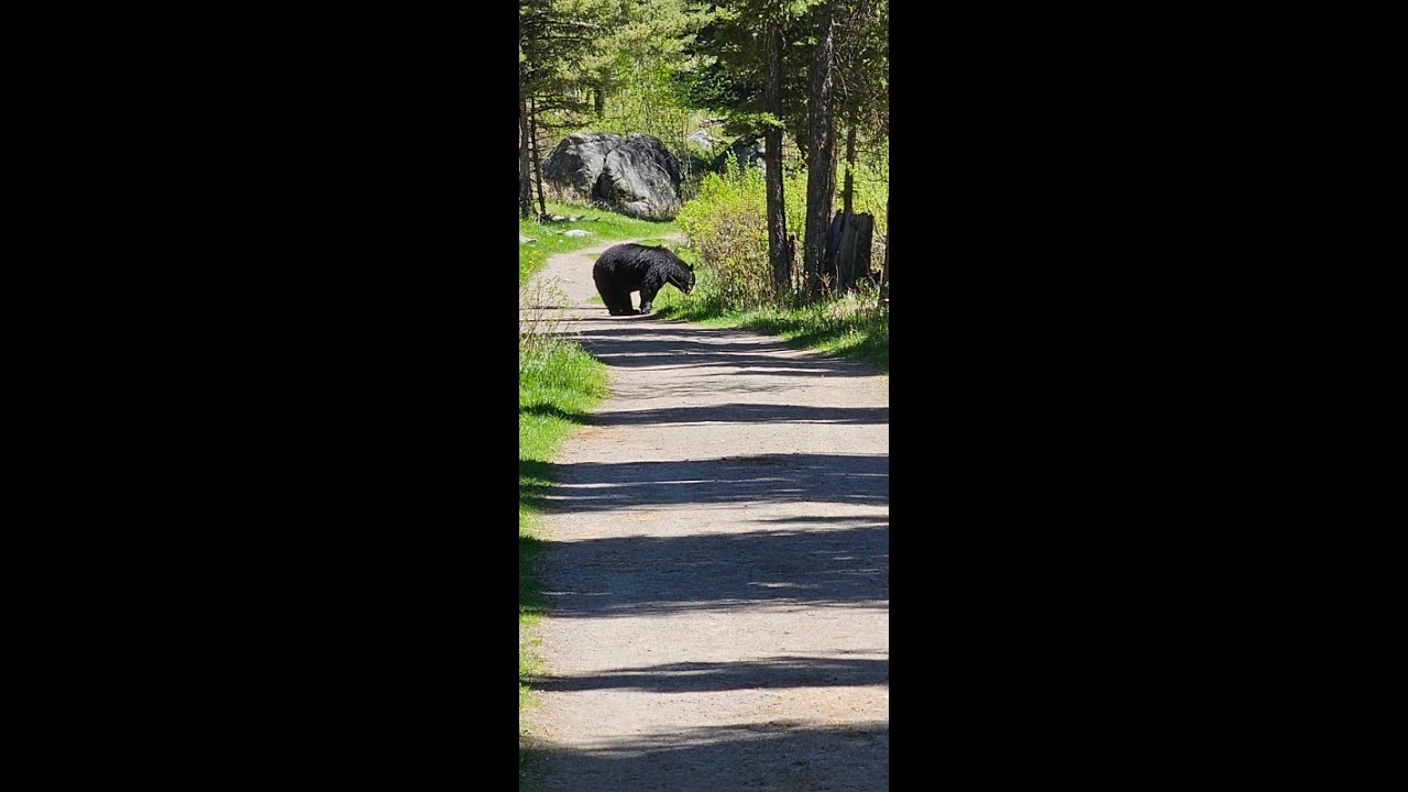 Yellowstone National Park- Slough Creek and Bears