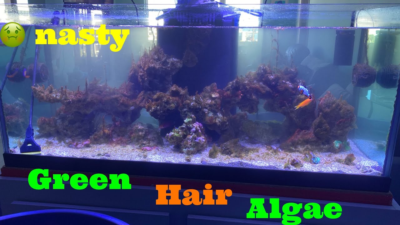 Ridiculous Green Hair algae outbreak