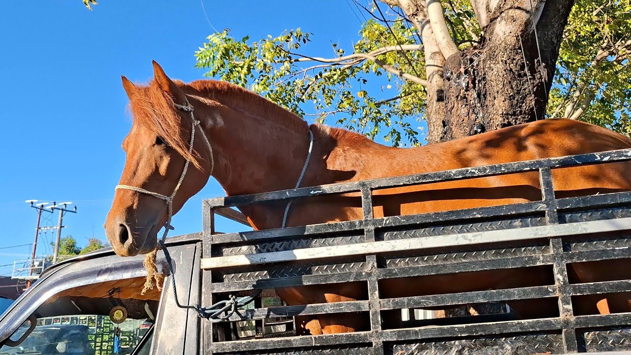 UNLOADING A MASSIVE HORSE FROM THE HORSE TRANSPORT TRUCK! | HORSE BUSINESS PART 67