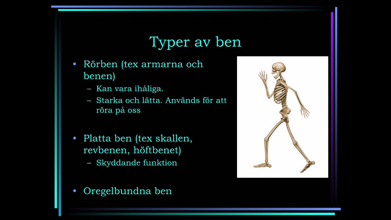 Skelettet och lederna