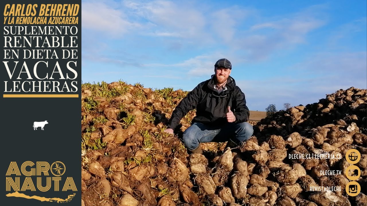 Remolacha azucarera: Más rentabilidad en producción de leche | Agronauta Nº54