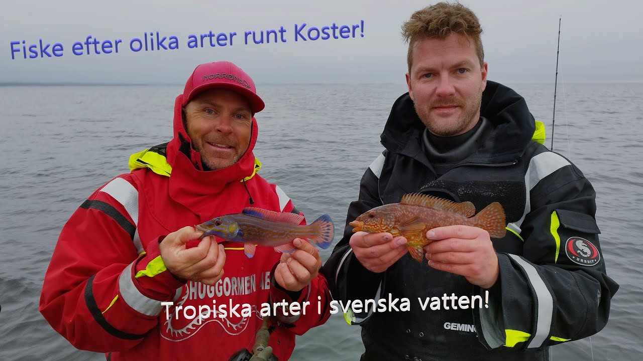 Fiske efter olika arter utanför Koster.