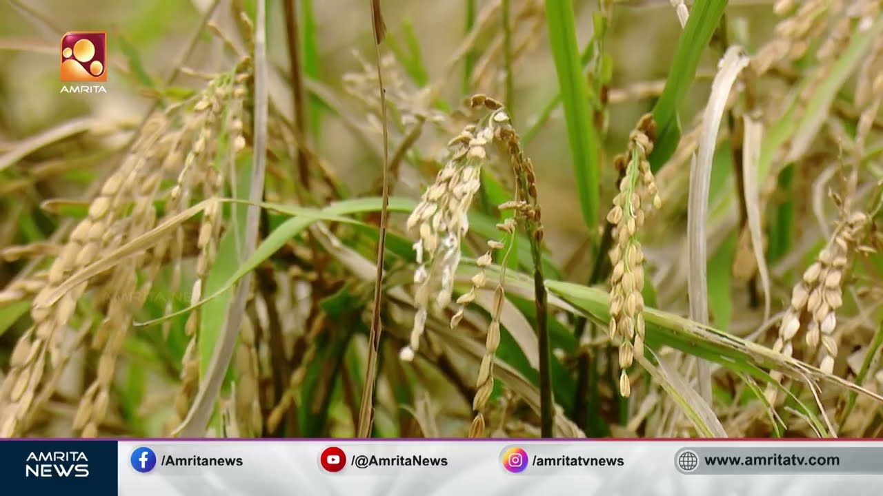 നെല്ലിന്‍റെ ഭാരക്കുറവ് കര്‍ഷകര്‍ക്ക് വെല്ലുവിളി | Paddy Farming