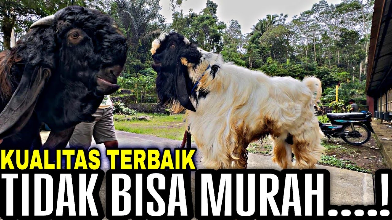 KUALITAS YANG MENJAWAB - KKTV