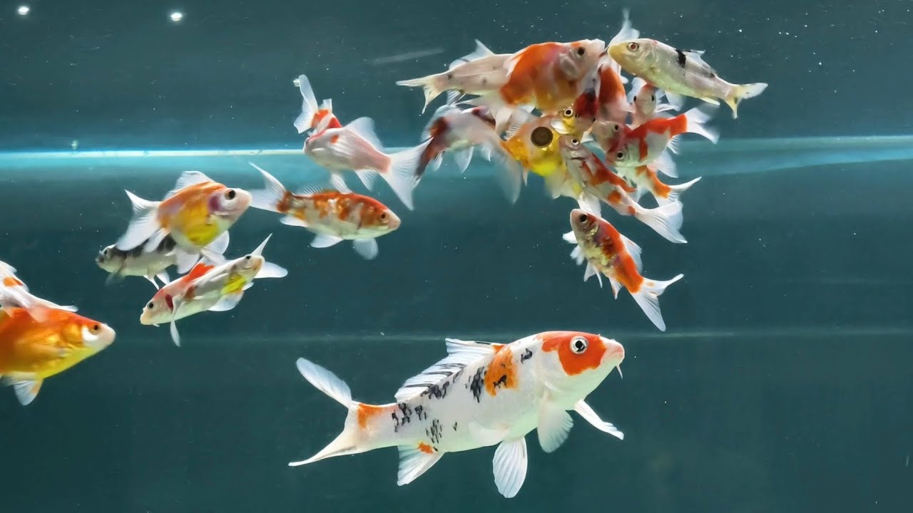 ปลาทองปลาคาร์ป ให้อาหารแบบแปะ#koi #ปลาทอง #aquarium #ปลาสวยงาม #ปลา #ปลาคราฟ #ตู้ปลา #อาหารปลา #koi 