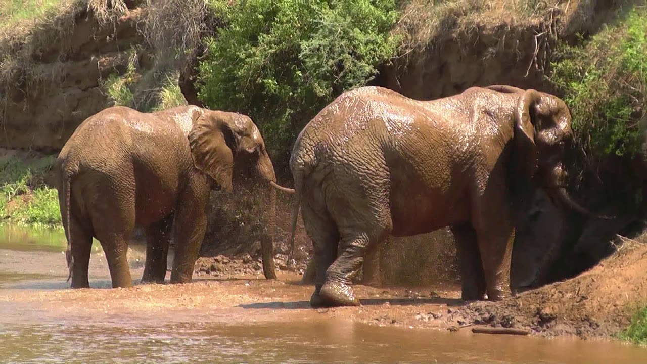 SOUTH AFRICA Pafuri picnic site, Kruger national park (hd-video)