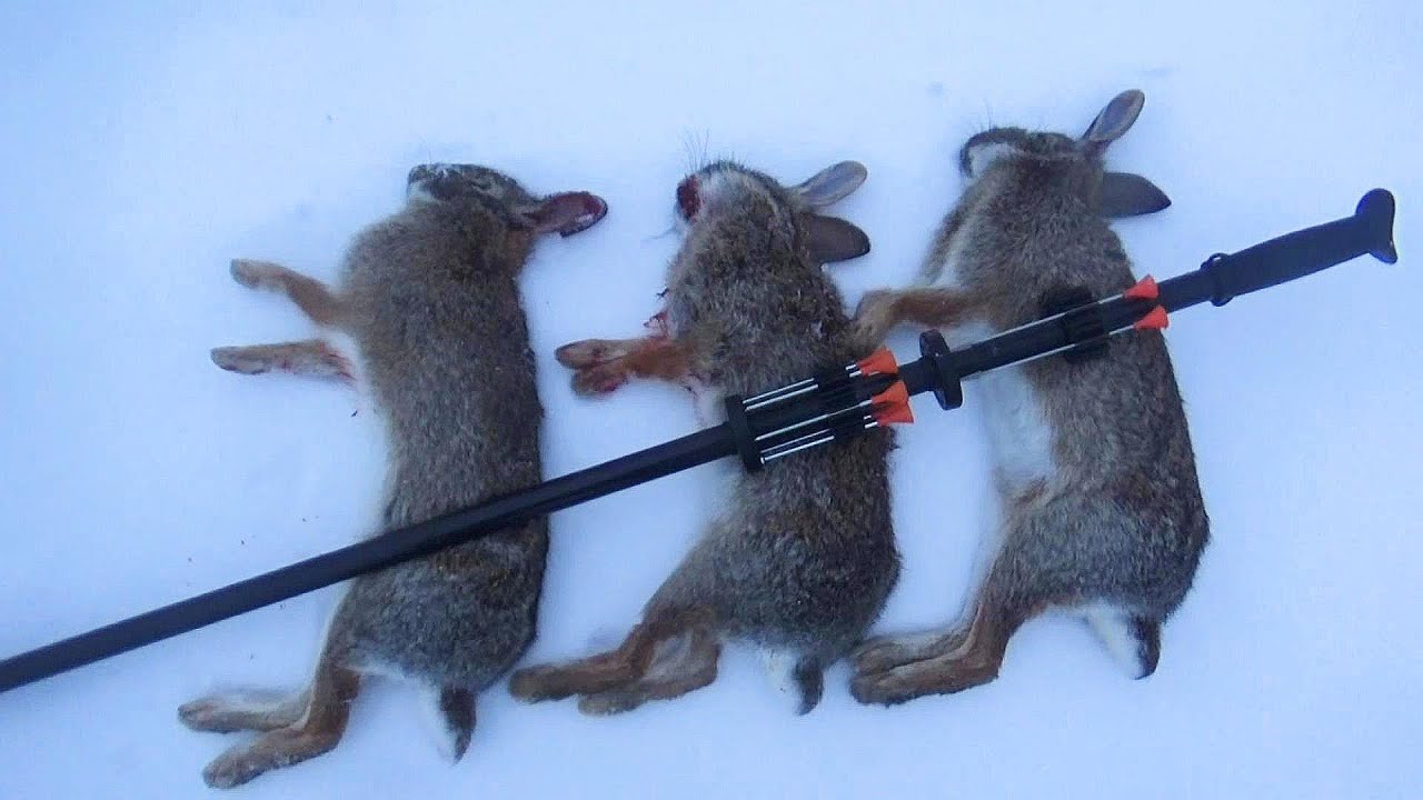 Охота на кроликов с духовым ружьем Cold Steel!