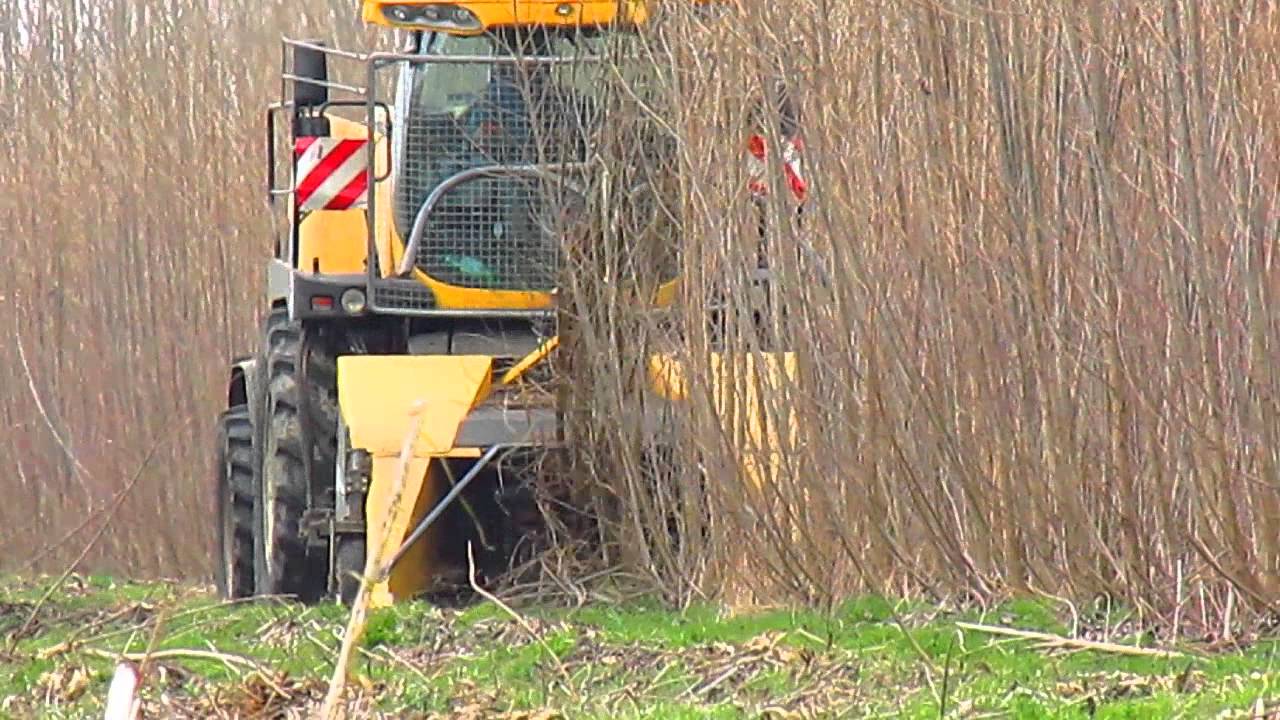Energianyár betakarítás