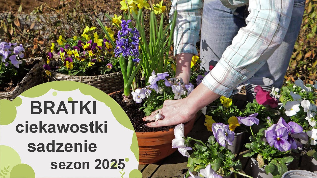 Bratki - ciakawostki o bratkach.