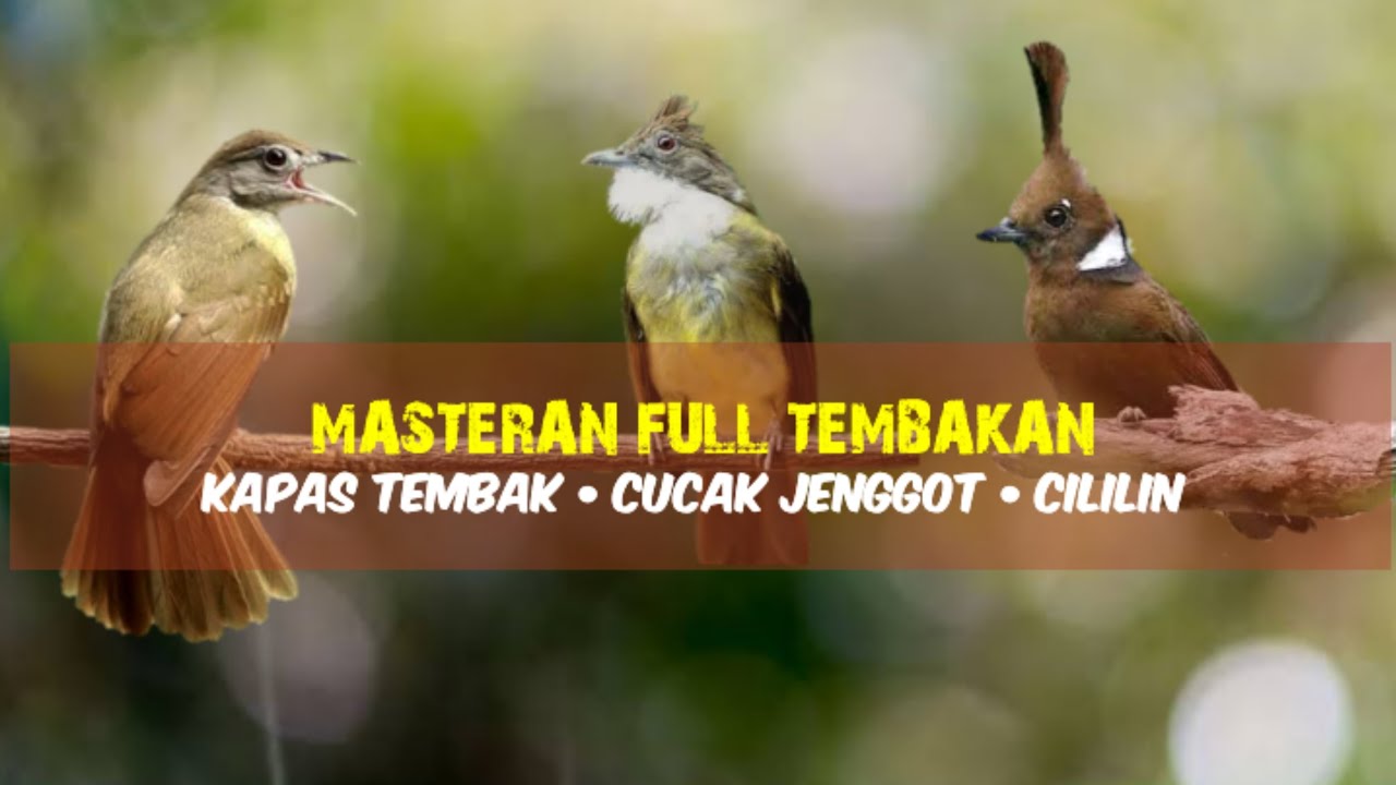 Masteran Mewah | Kapas Tembak - Cucak Jenggot - Cililin 