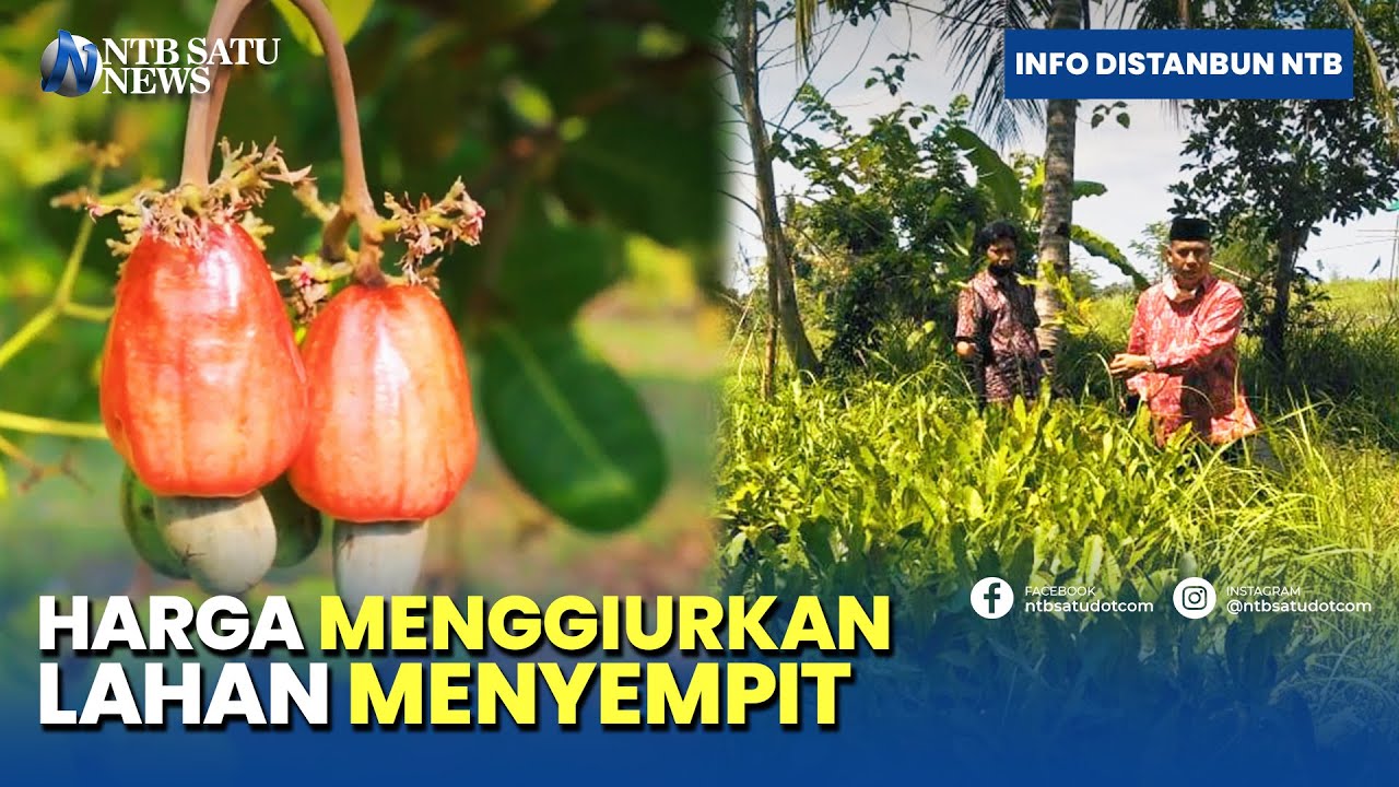 Distanbun Provinsi NTB Gairahkan Kembali Komoditi Jambu Mete