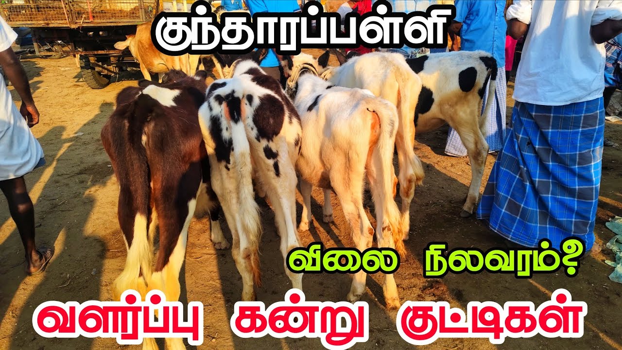 இந்த விலைக்கு? இந்த கன்று குட்டிகள் ஆ ? கிருஷ்ணகிரி மாவட்டம் குந்தாரப்பள்ளி 