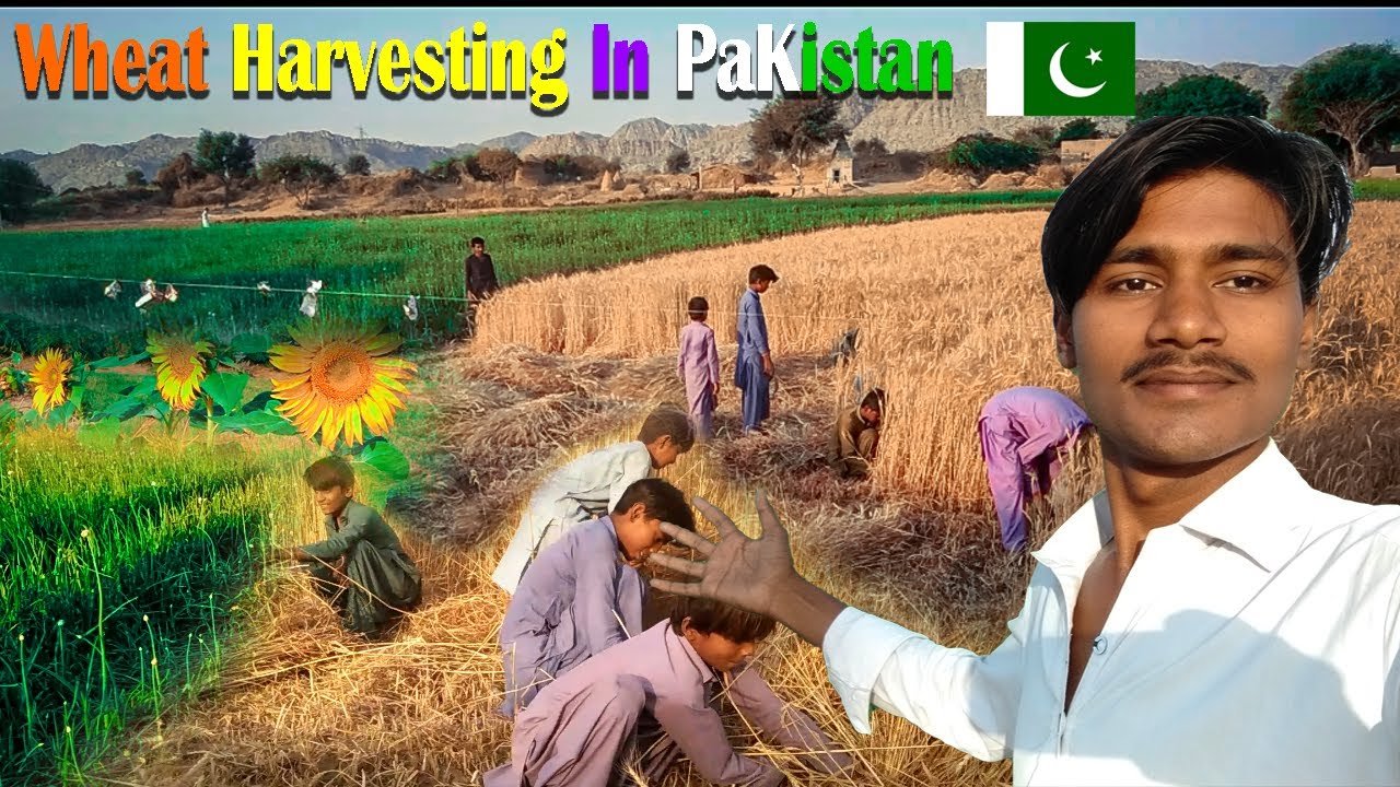 Wheat Harvesting in Pakistan | Celebrating the Bounty of the Fields 🌾| Jhaman Kolhi Vlogs