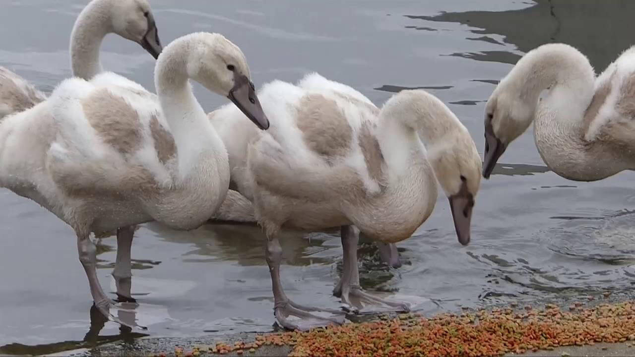 手賀沼のコブハクチョウの親子、みんな見せます