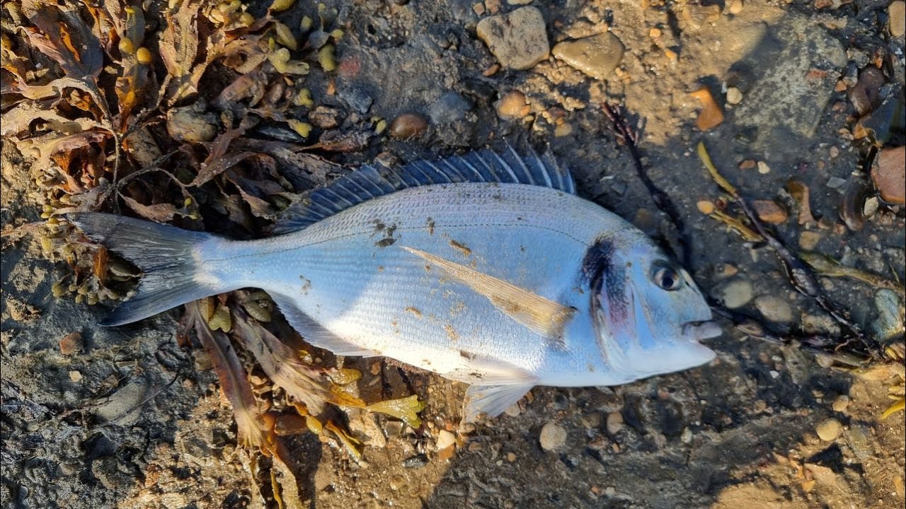 Fishing for Gilt-Head Bream, Portland Harbour