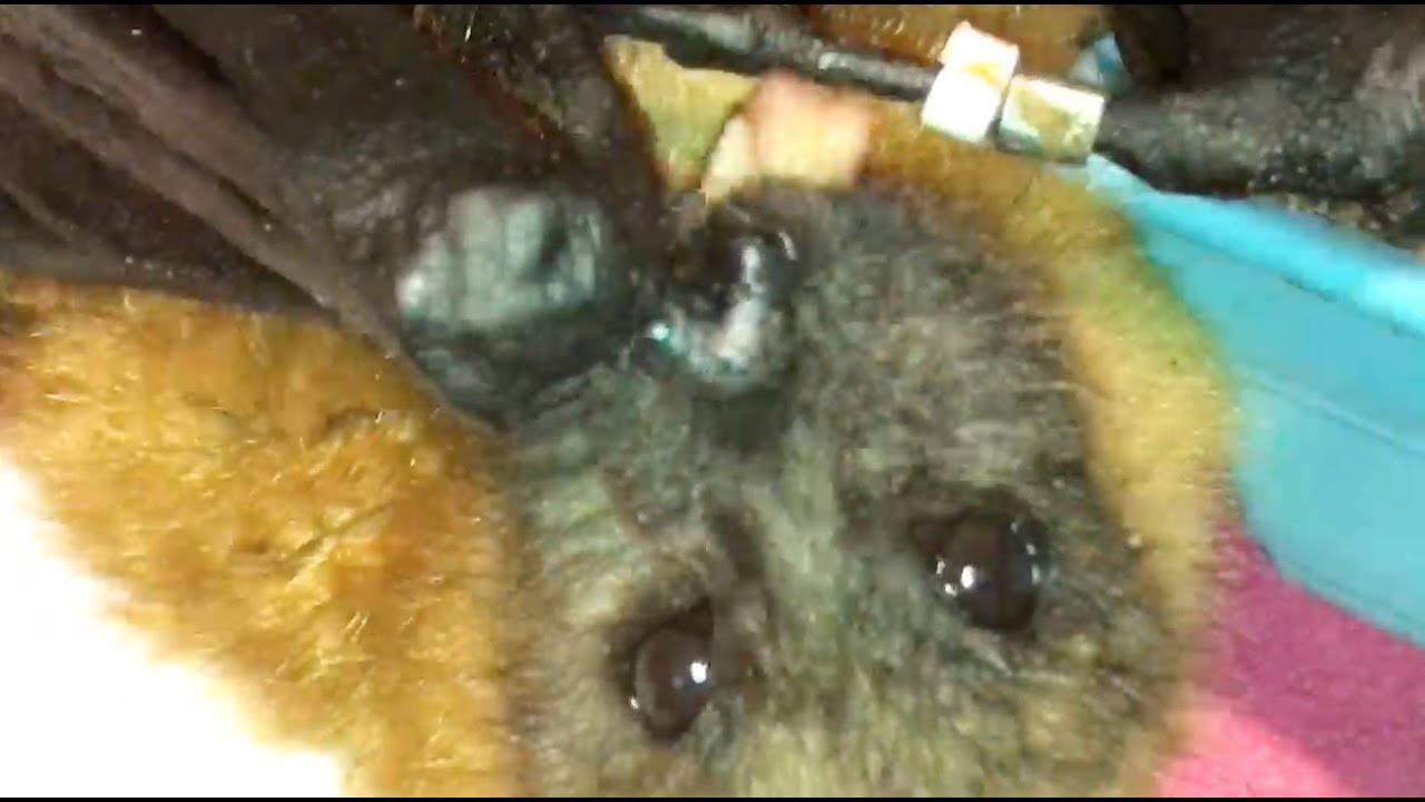 Senior batties have their dinner:  Walter, Teddy, Gelert and Angophora