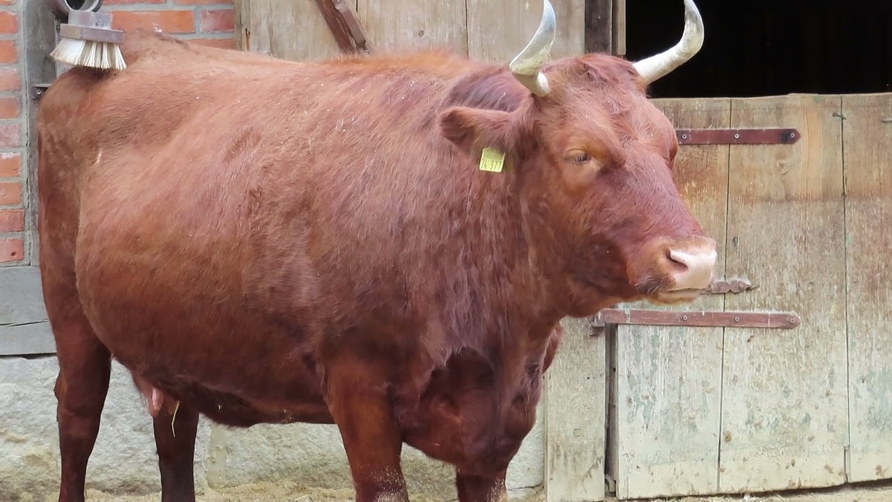 Rumination (chewing the cud) in a domestic cow