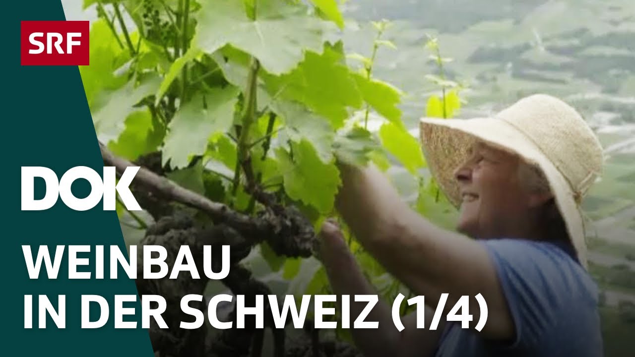 Ein Jahr in den Rebbergen – Winter (1/4) | Weinbau in der Schweiz | Doku | SRF DOK