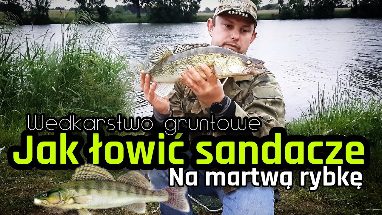 Jak łowić sandacze na martwą rybkę | Wędkarstwo gruntowe