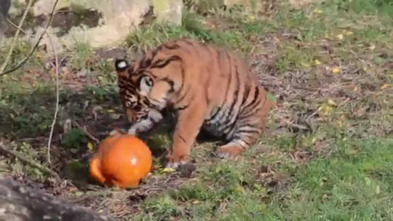 Animals at Flamingo Land play with pumpkins!