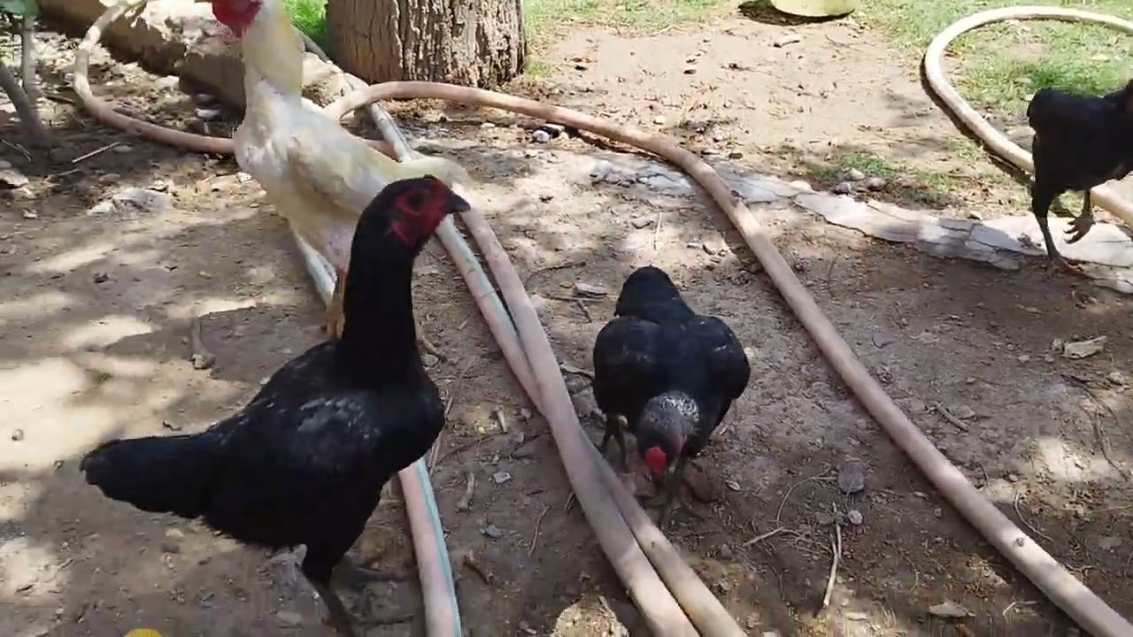 اكمال العمل في المحميه