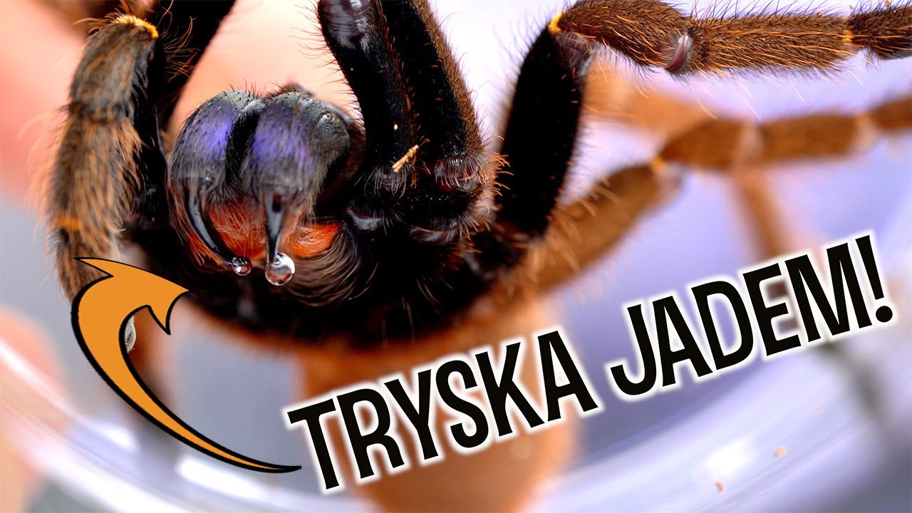 JADOWITE PRZEPROWADZKI i ptasznik Z ROGIEM 🤯 E. cyanognathus i C. darlingi