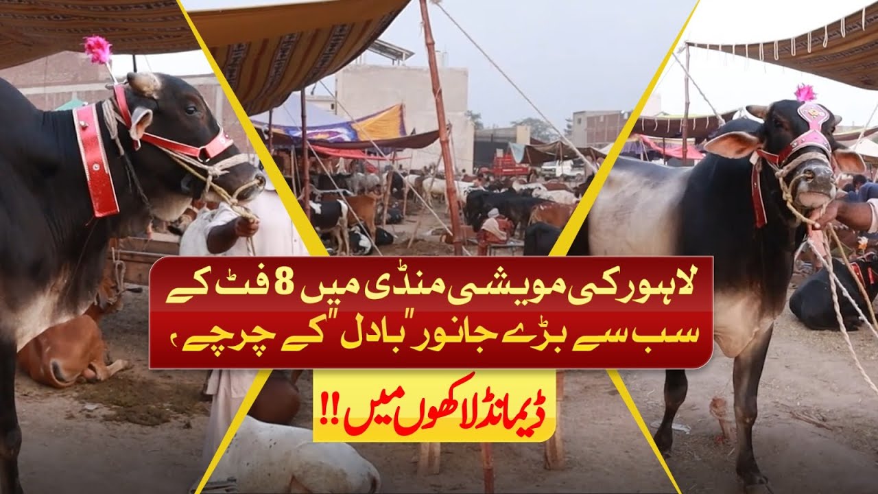Lahore Cattle Market's 8-Foot Giant Bull | Price in Lakhs | Azaad Digital