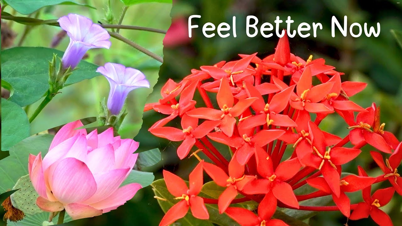 🌺Nature’s Softest Sounds & Prettiest Flowers🌼