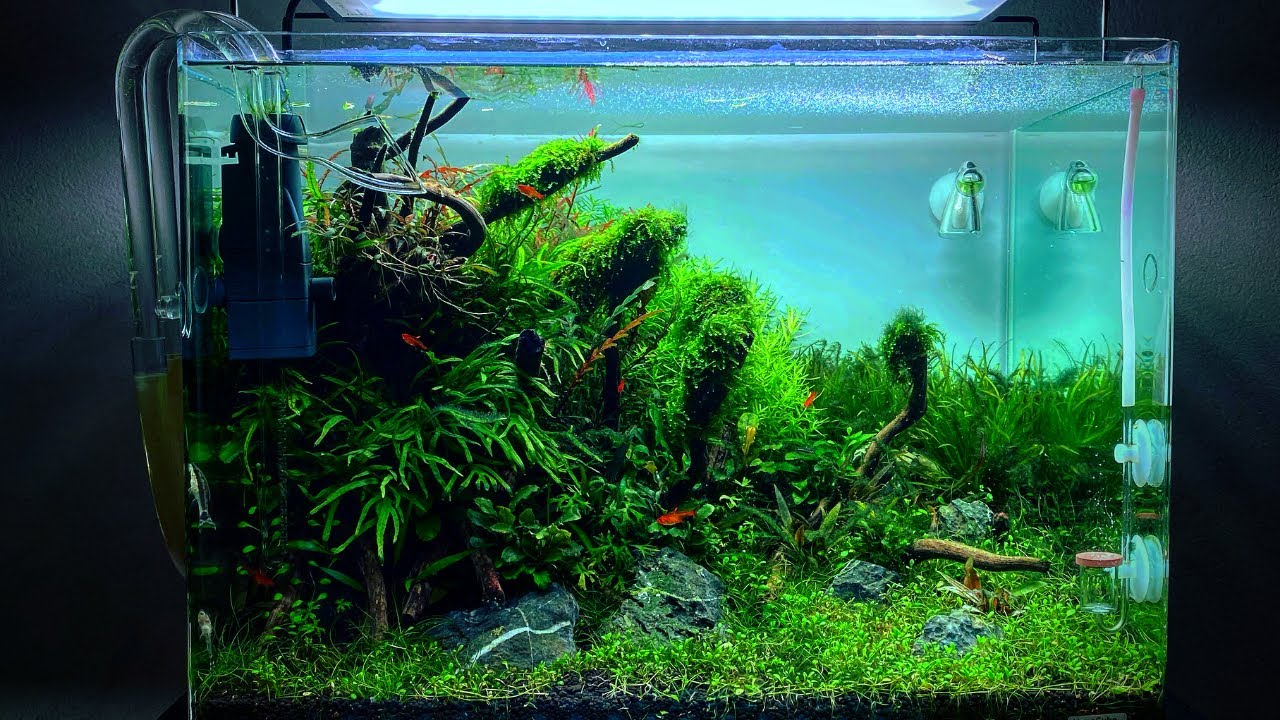 Week 3 Update on the Dennerle Scaper's Tank 70L
