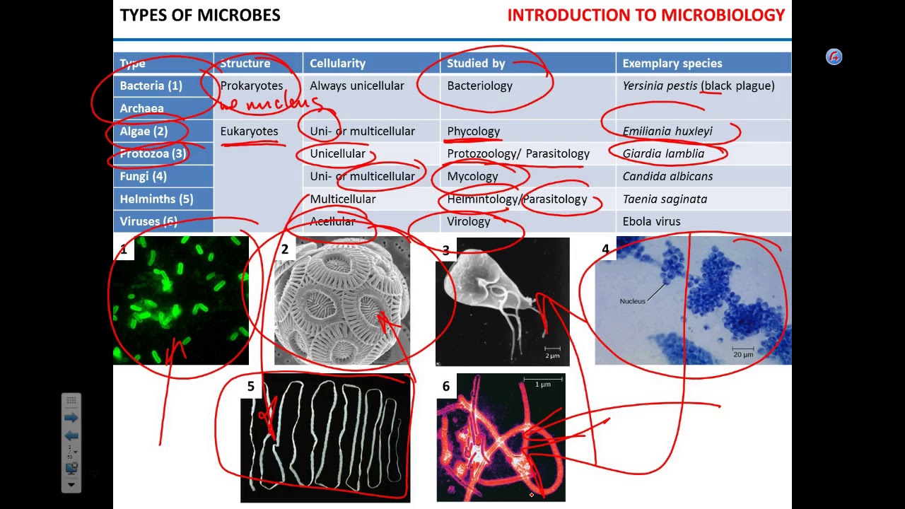 Introduction to microbiology