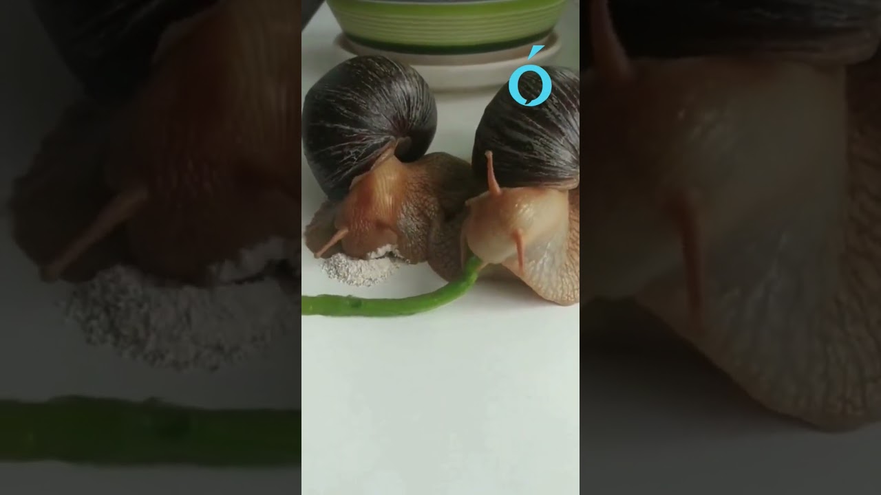 🐌&iquest;Hab&iacute;as visto caracoles comer tan de cerca? #laopinionaustral #parati #asmr #fyp
