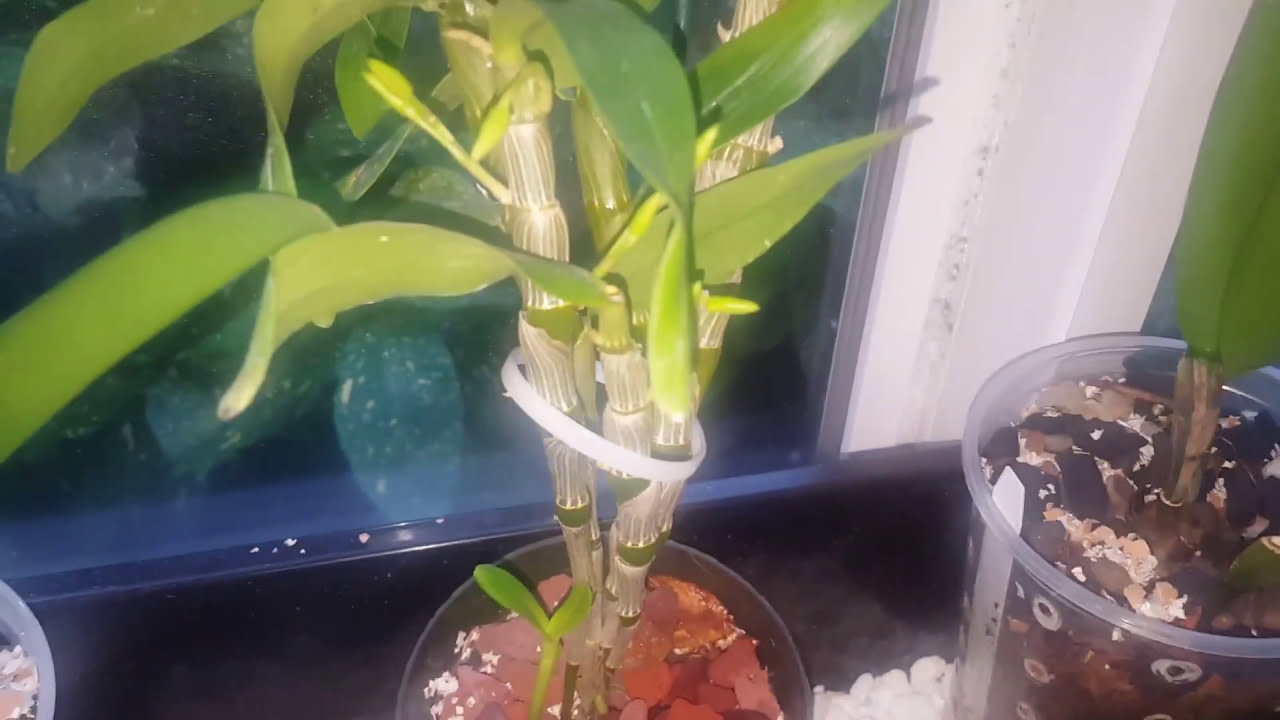 Dendrobium Nobile floración, adormecimiento o reposo diferencias ║Orquídeas en el mundo