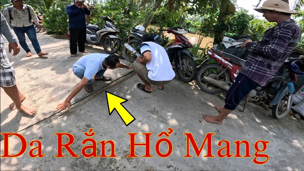 Giúp Chủ Nhà Tìm Con Rắn Hổ Mang Để Lại Lớp Da Cạnh Chuồng Gà|| Tâm Vện Vlog # 30