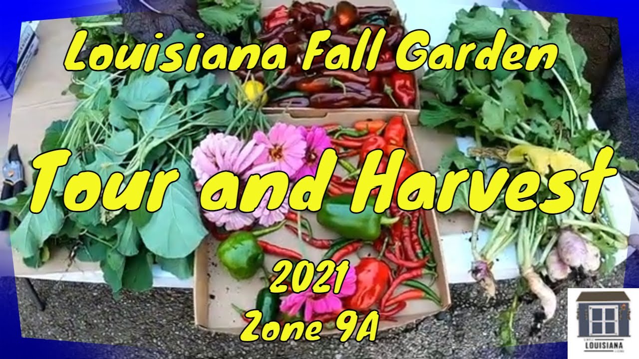 Louisiana Fall Garden Tour and Harvest 2021 (Zone 9A)