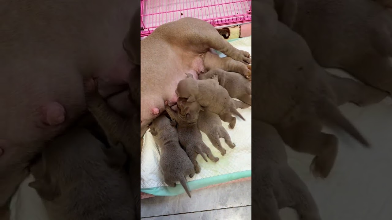 A Mother&rsquo;s Love in Motion 🐶 Baby Puppies Nursing & Cuddling Moments #PuppyLove #CutePuppy #Puppy