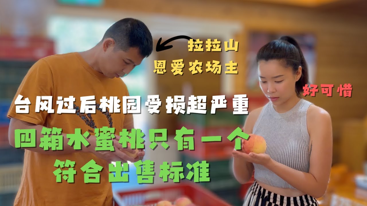 参观台风后的拉拉山水蜜桃园 受损严重 销量暴跌  恩爱农场的狗狗亲自采摘了一颗玫瑰味的水蜜桃 吃后口齿留香